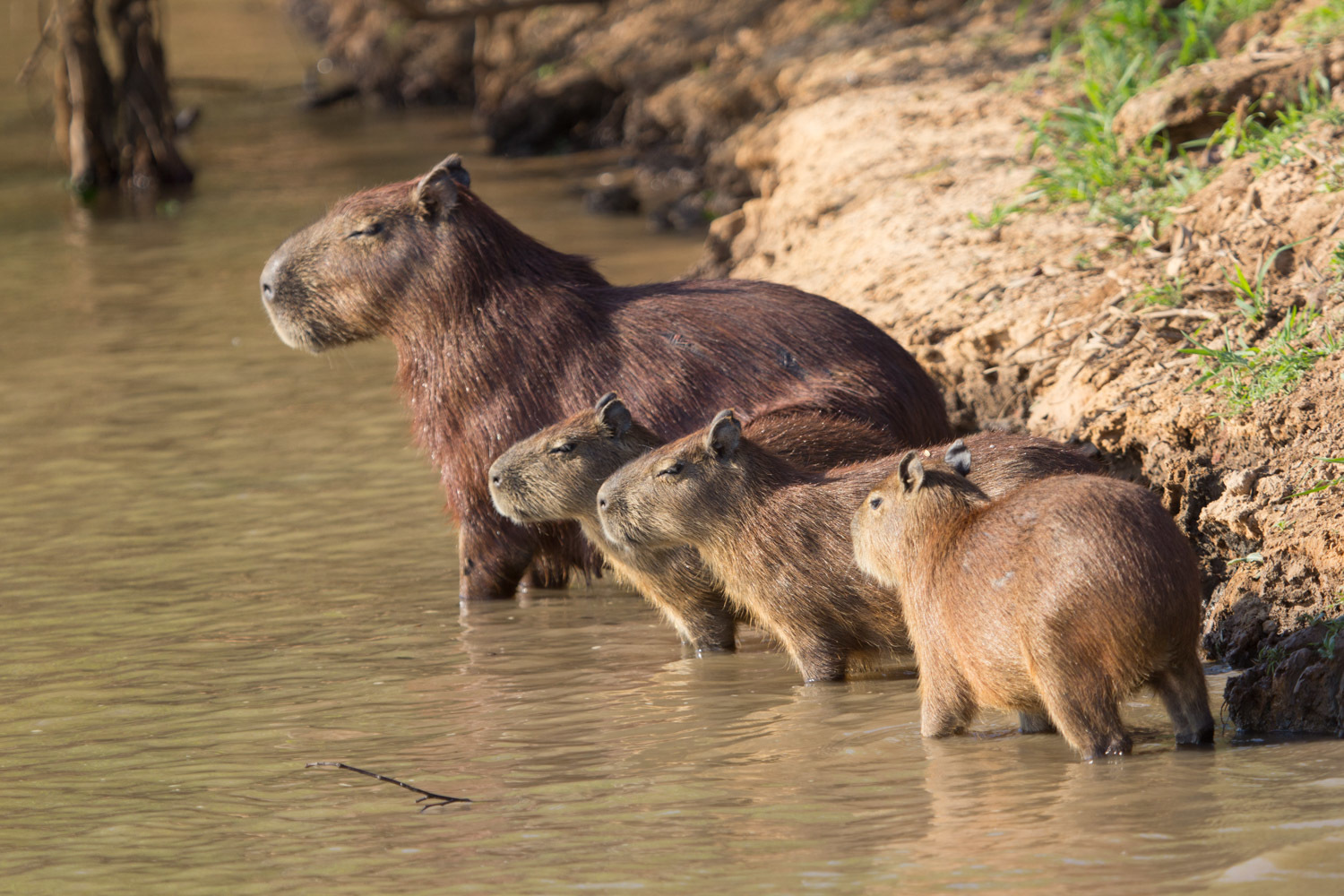 Capybara (Hydrochoerus hydrochaeris) in its natural environment