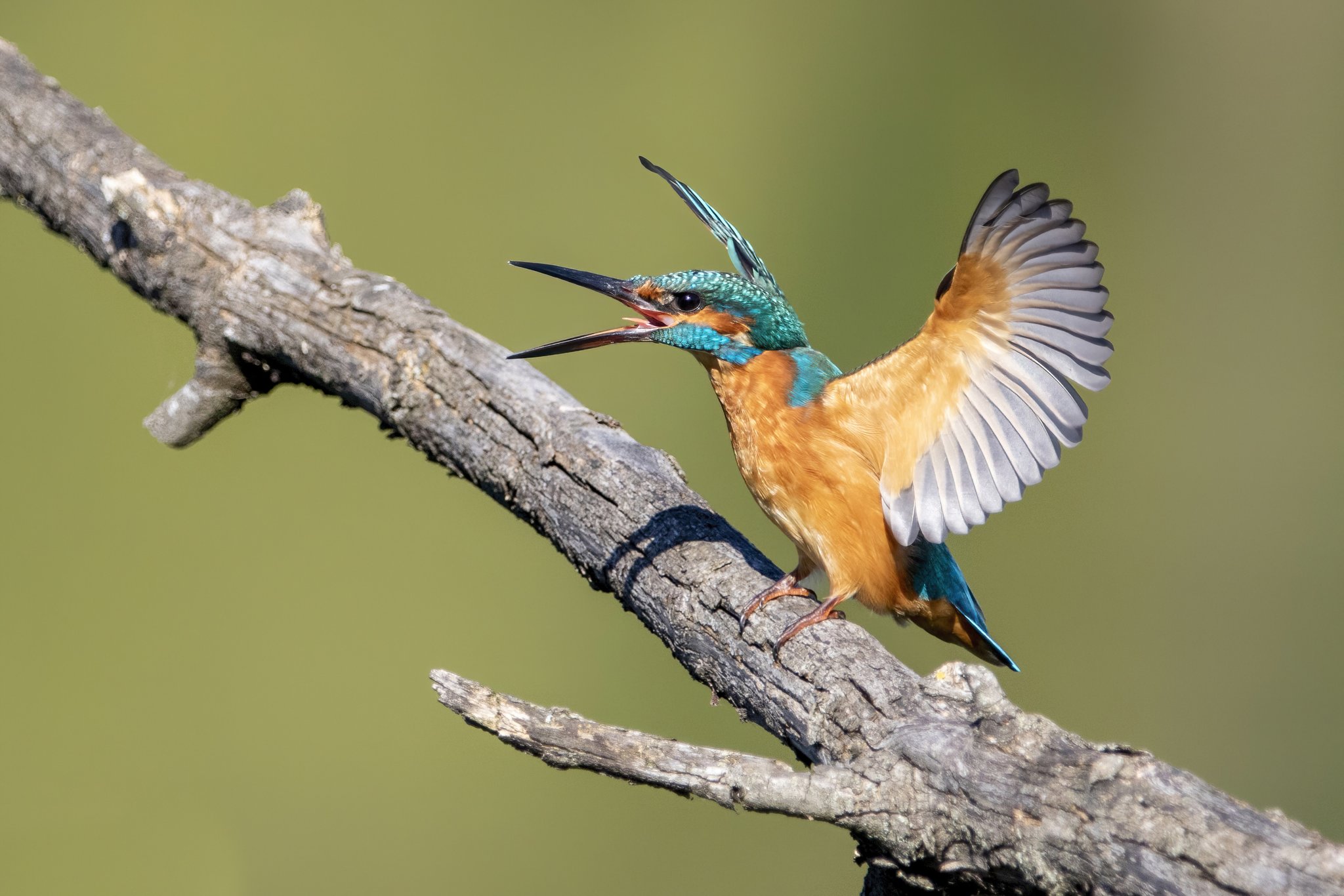 Common kingfisher (Alcedo atthis) in its natural environment