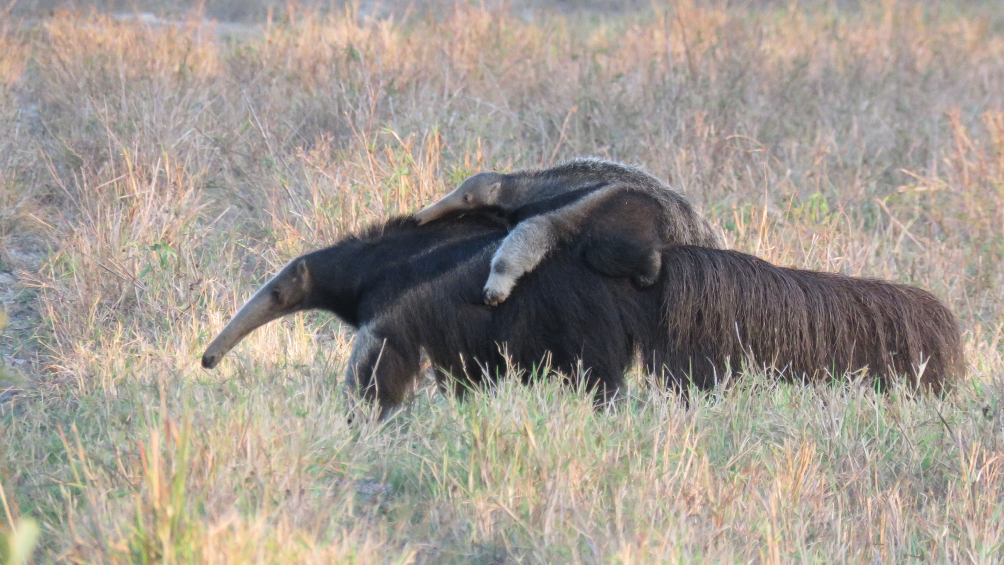 Giant anteater (Myrmecophaga tridactyla) in its natural environment