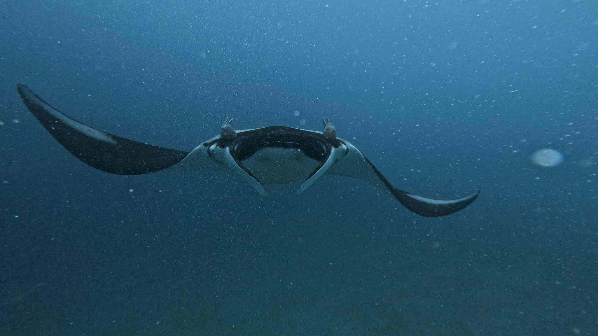 Giant oceanic manta ray (Mobula birostris) in its natural environment