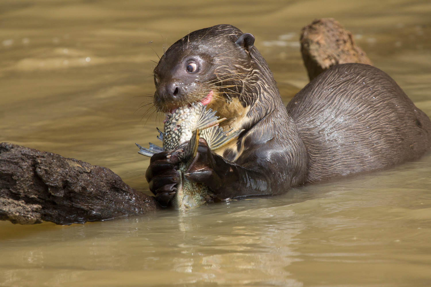 Giant otter (Pteronura brasiliensis) in its natural environment