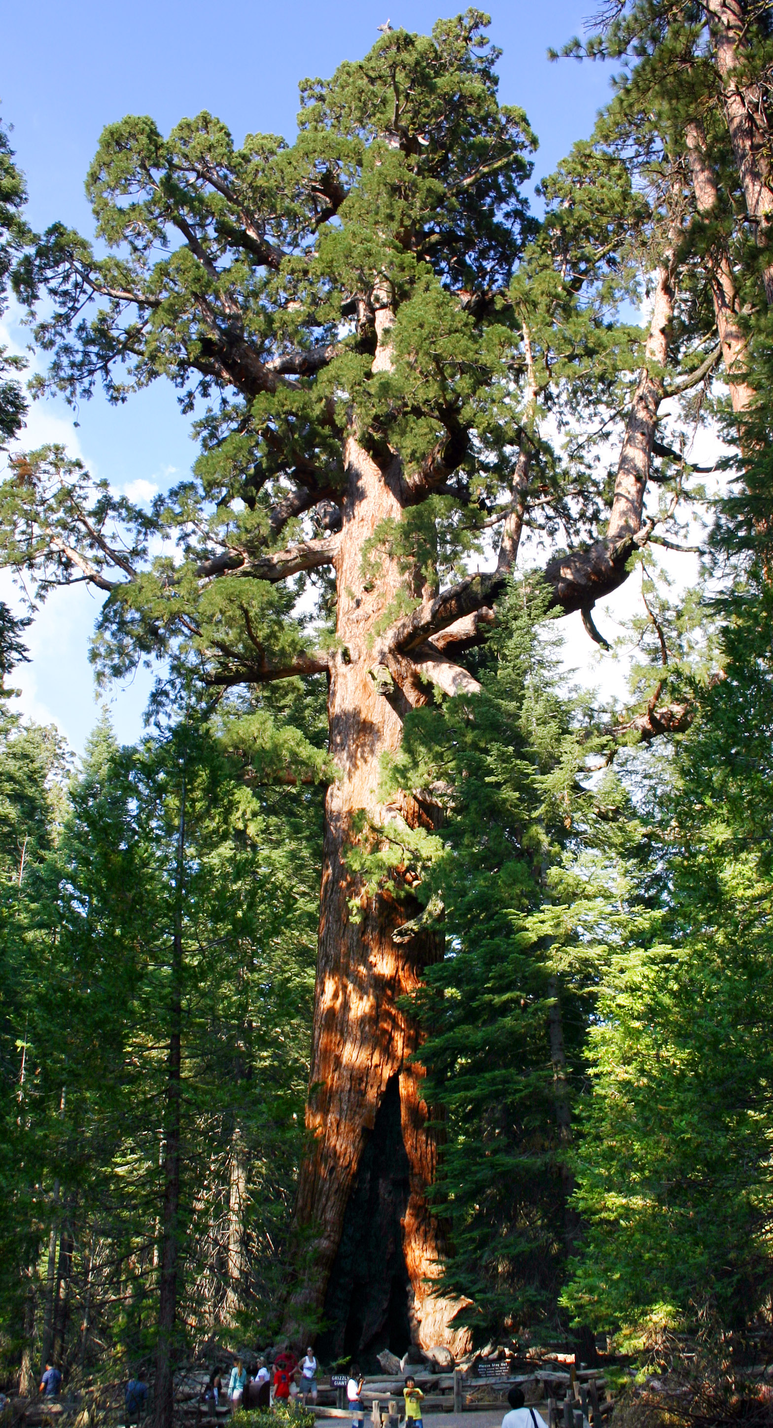 Giant sequoia (Sequoiadendron giganteum) in its natural environment