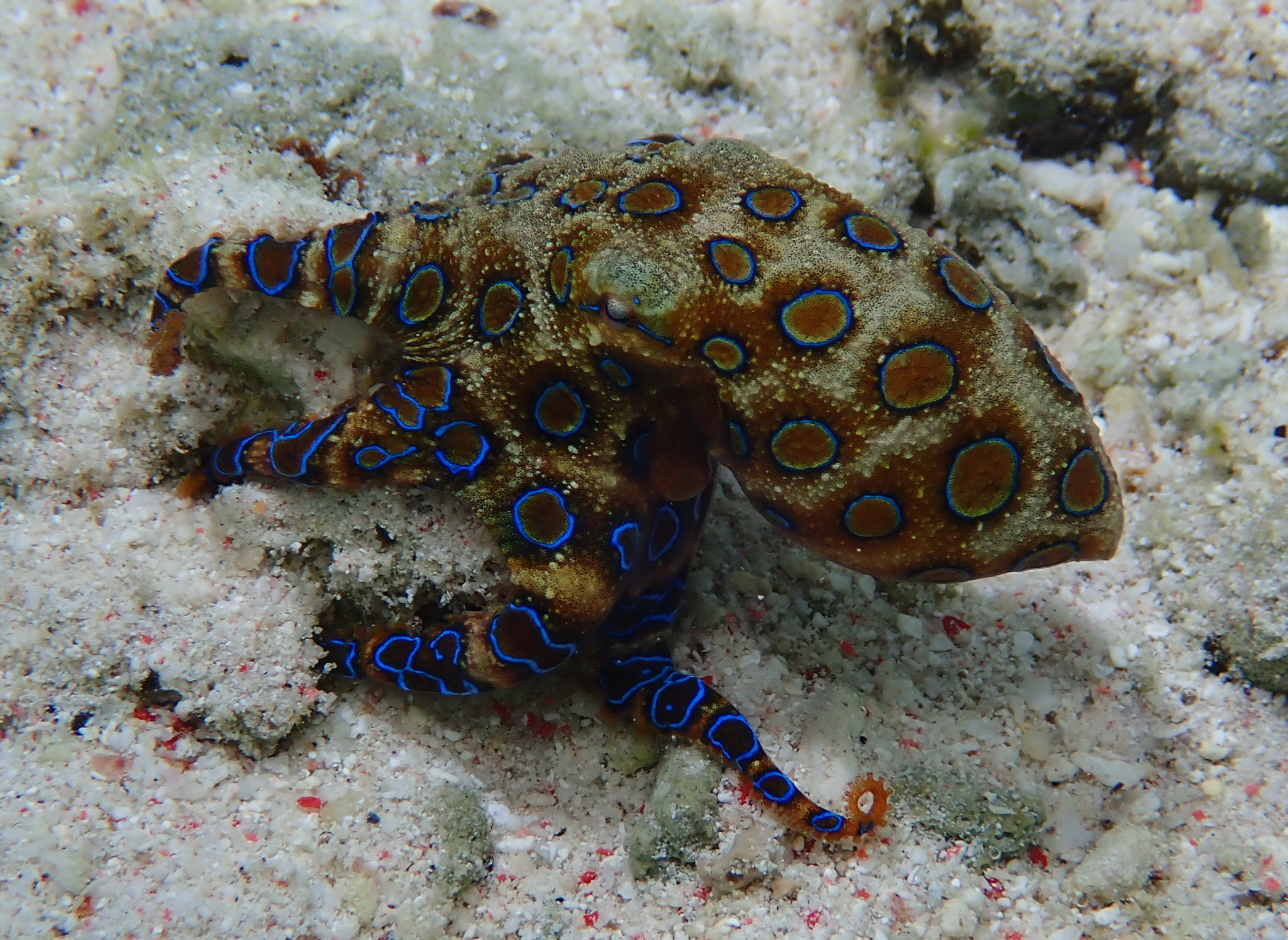 Greater blue-ringed octopus (Hapalochlaena lunulata) in its natural environment