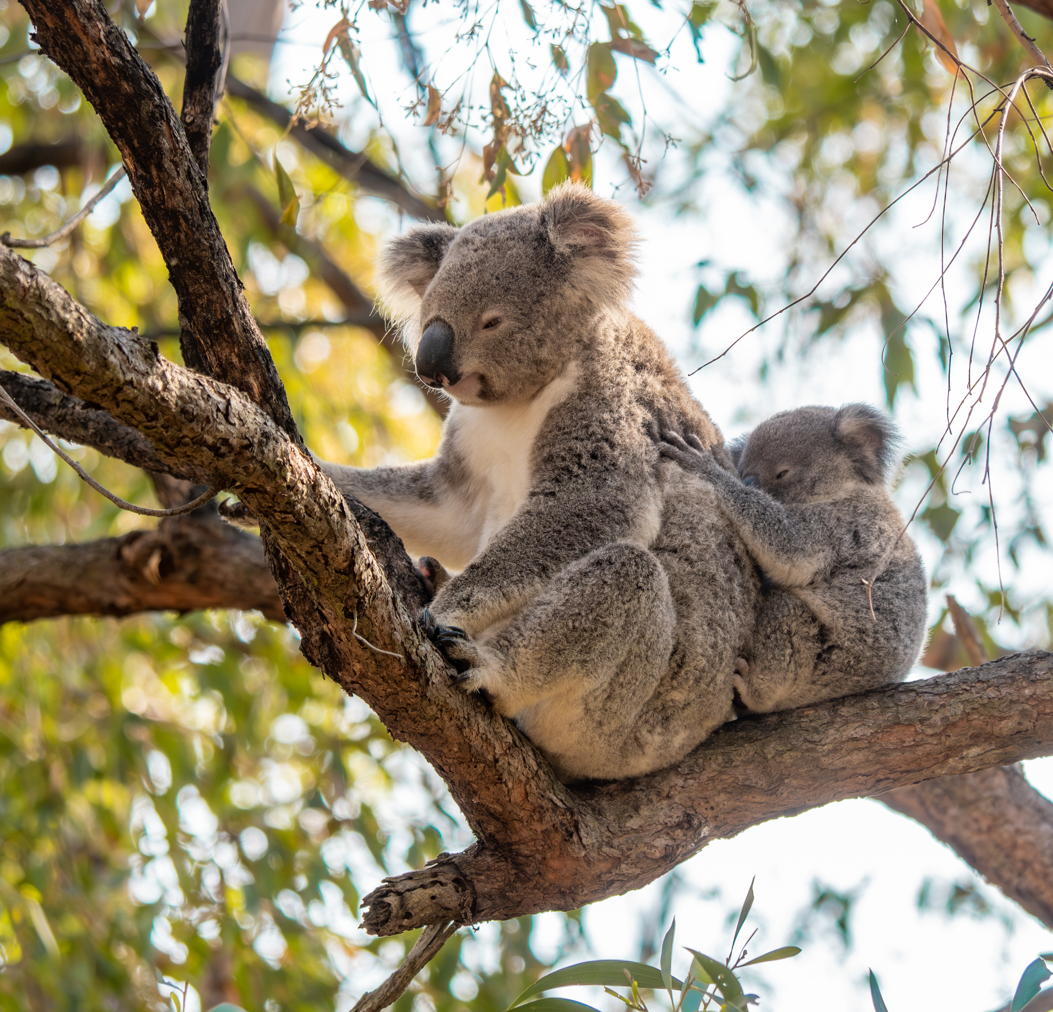 Koala (Phascolarctos cinereus) in its natural environment