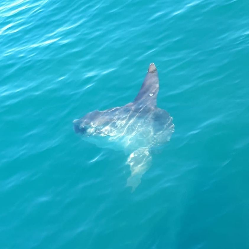 Ocean sunfish (Mola mola) in its natural environment