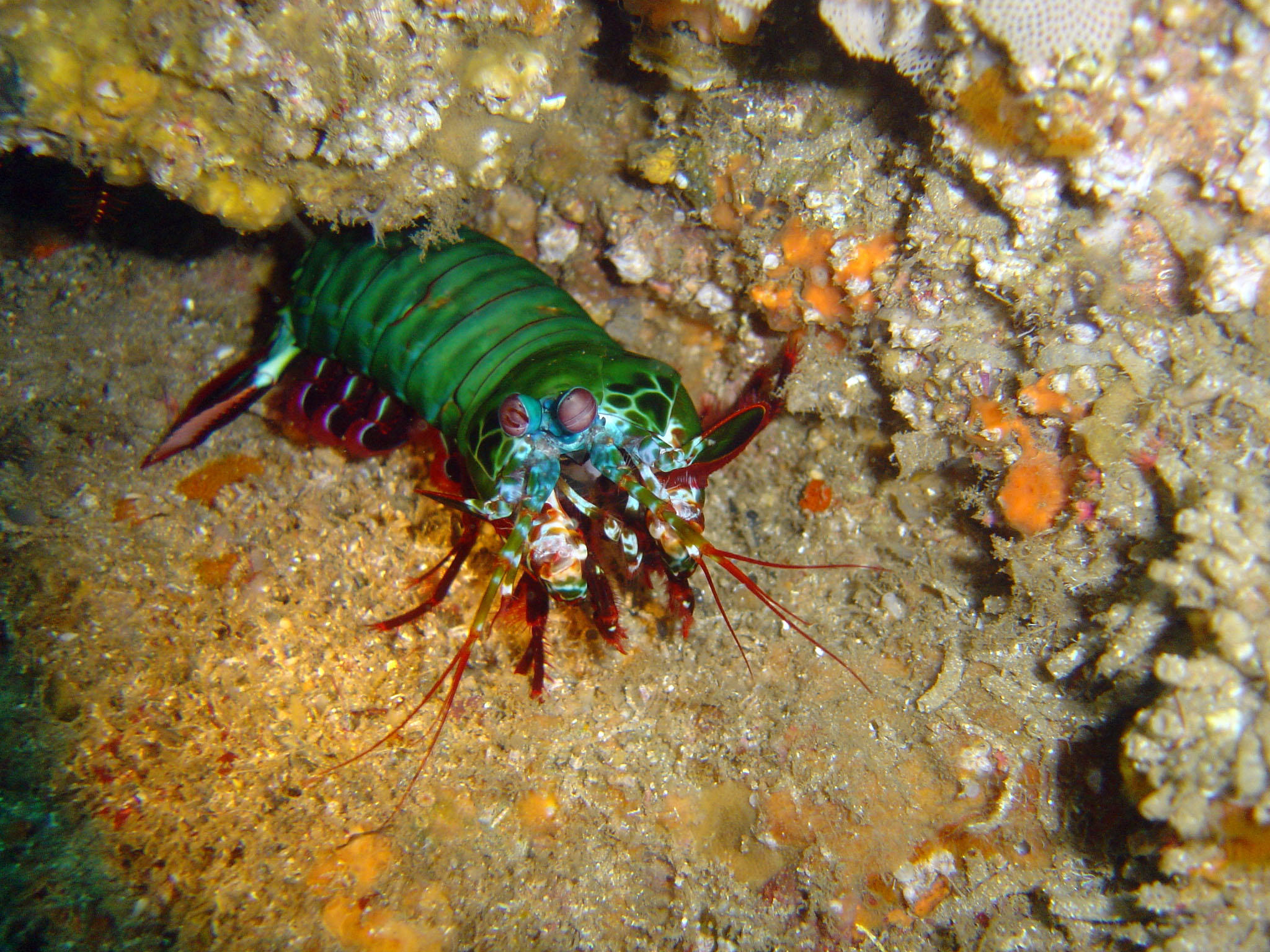 Peacock mantis shrimp (Odontodactylus scyllarus) in its natural environment