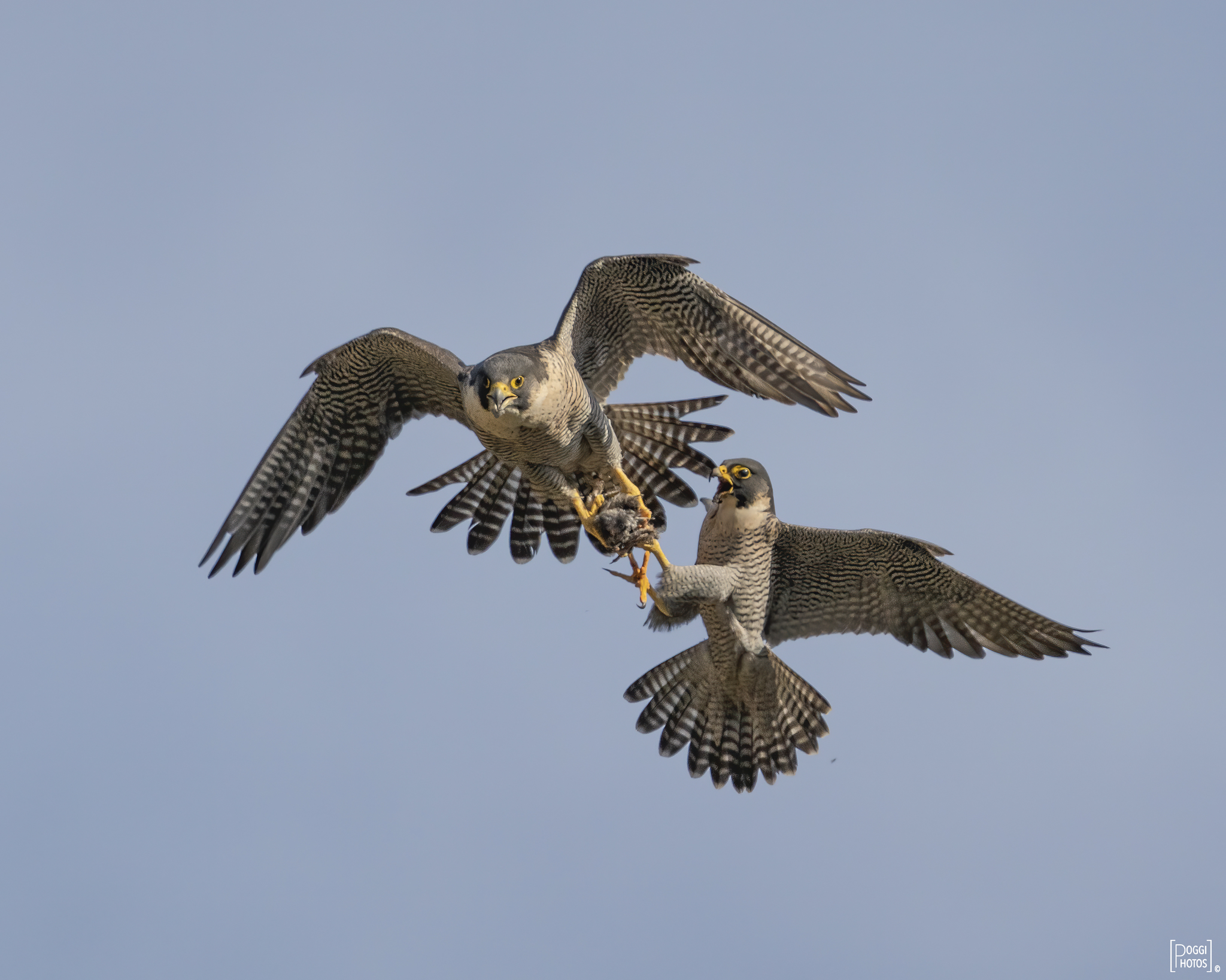 Peregrine falcon (Falco peregrinus) in its natural environment
