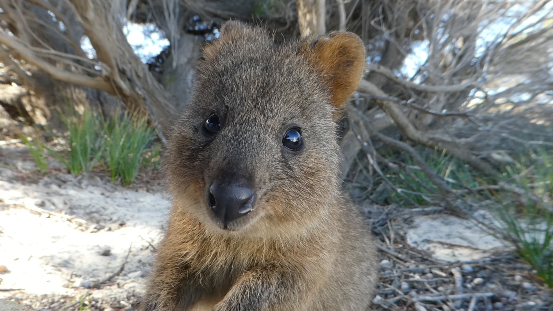 Quokka (Setonix brachyurus) in its natural environment