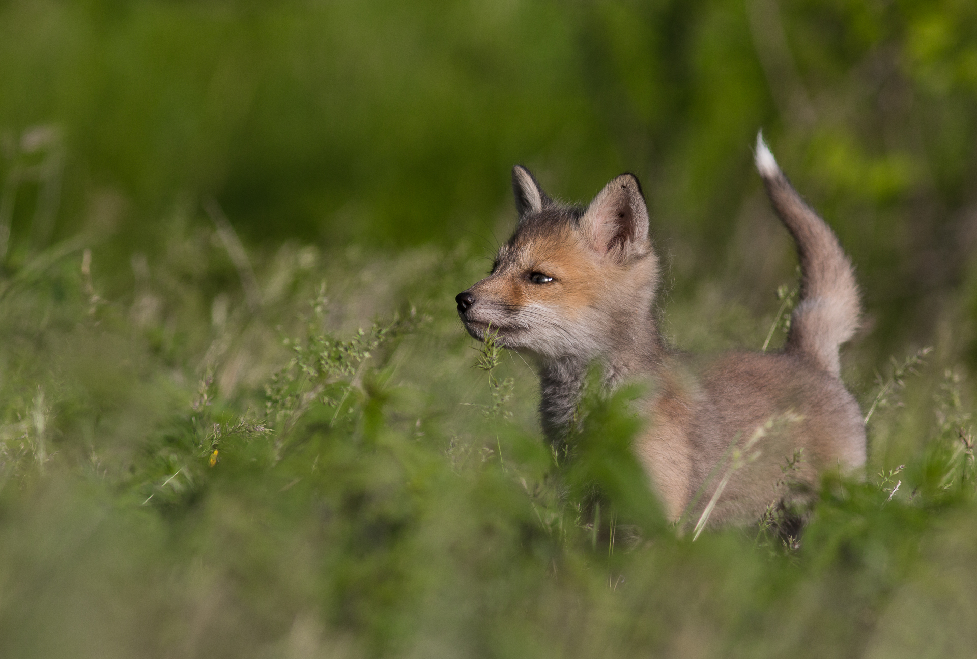 Red fox (Vulpes vulpes) in its natural environment