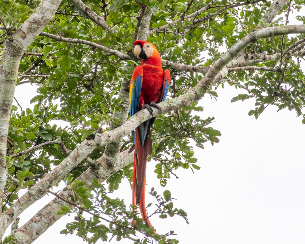 Scarlet macaw (Ara macao) in its natural environment