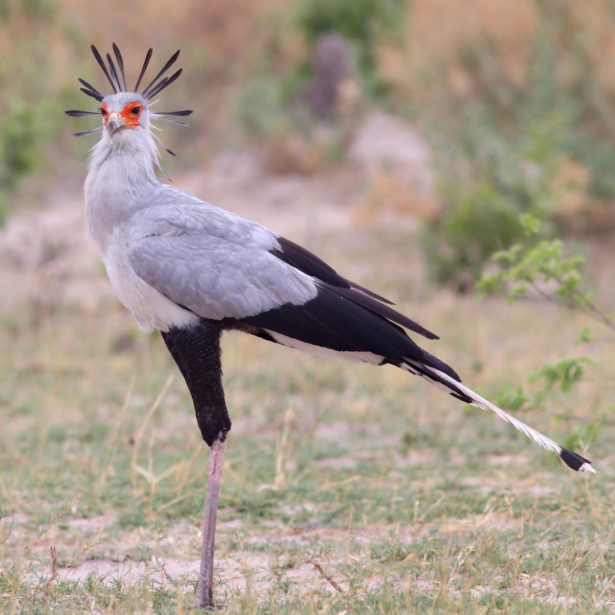 Secretarybird (Sagittarius serpentarius) in its natural environment