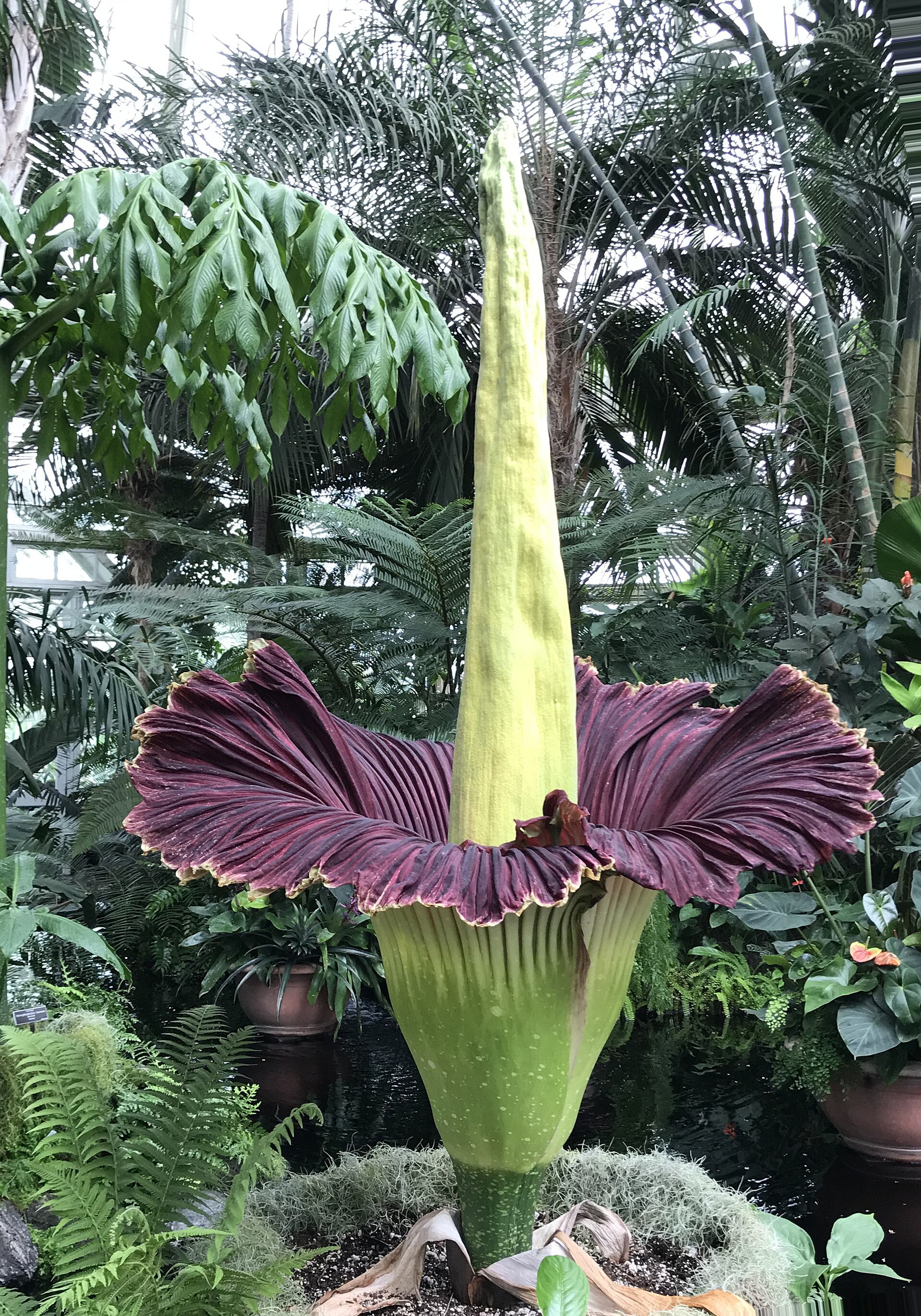 Titan arum (Amorphophallus titanum) in its natural environment
