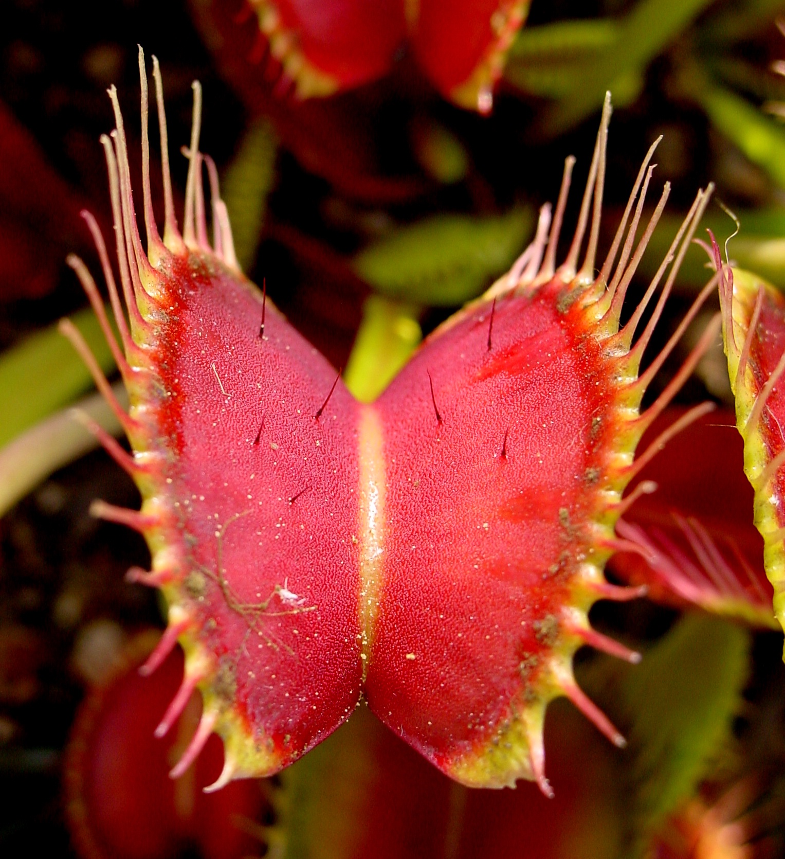 Venus flytrap (Dionaea muscipula) in its natural environment