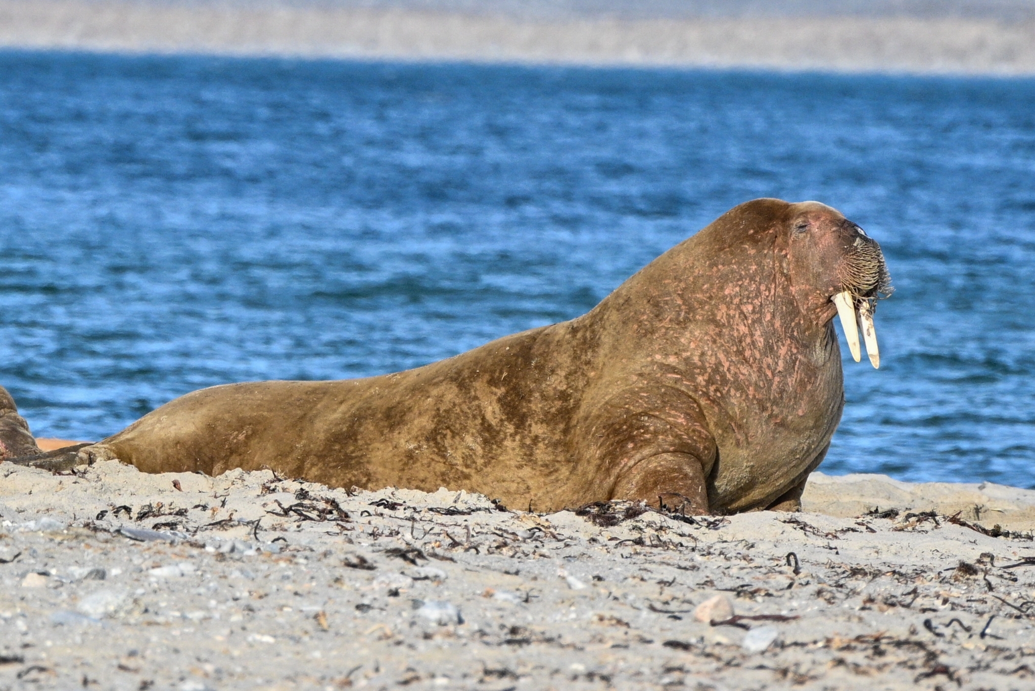 Walrus (Odobenus rosmarus) in its natural environment
